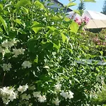 Apartment U Lipno Frymburk